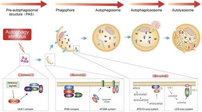 How autophagy, a potential therapeutic target, regulates intestinal inflammation